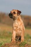 BORDER TERRIER 176